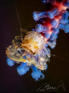 bluecrab by Marc Van Den Broeck 